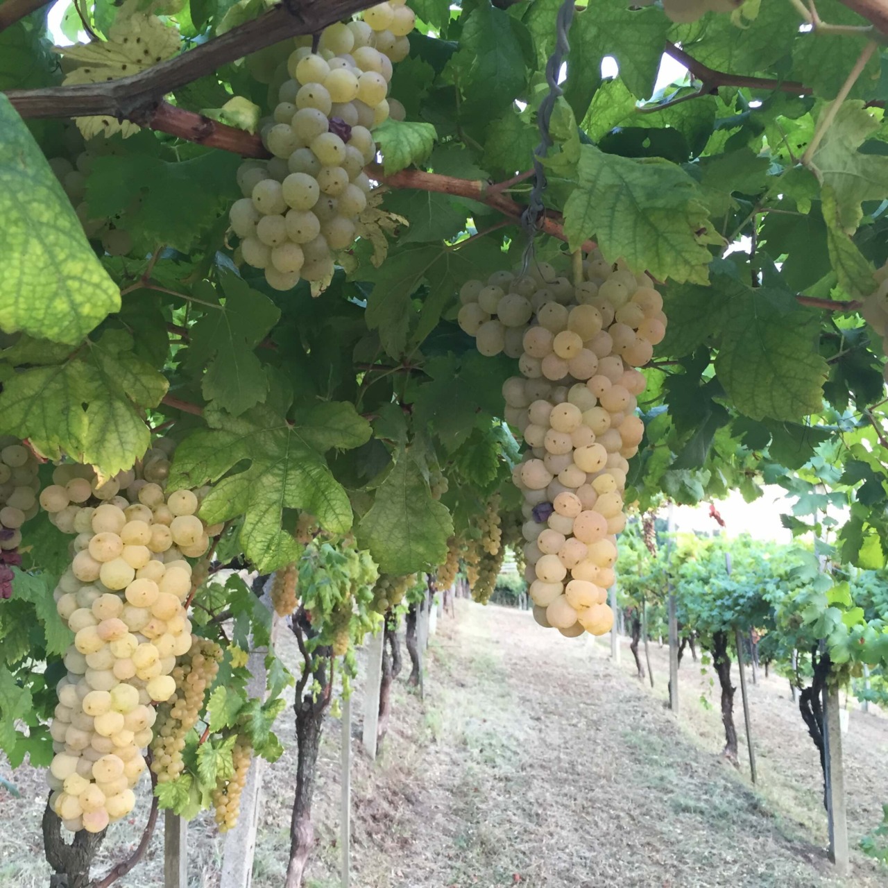 Vendemmia anticipata in Canavese: le prime raccolte già verso Ferragosto