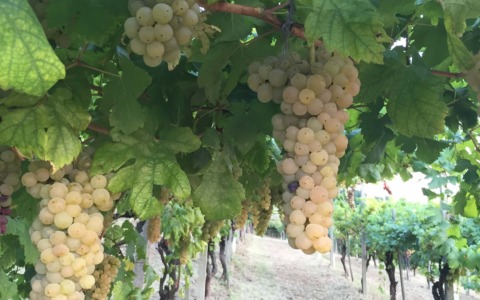 Vendemmia anticipata in Canavese: le prime raccolte già verso Ferragosto