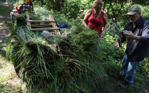 Si rinnova la tradizione: al via il corso di impagliatura delle sedie con la raccolta della “lesca”