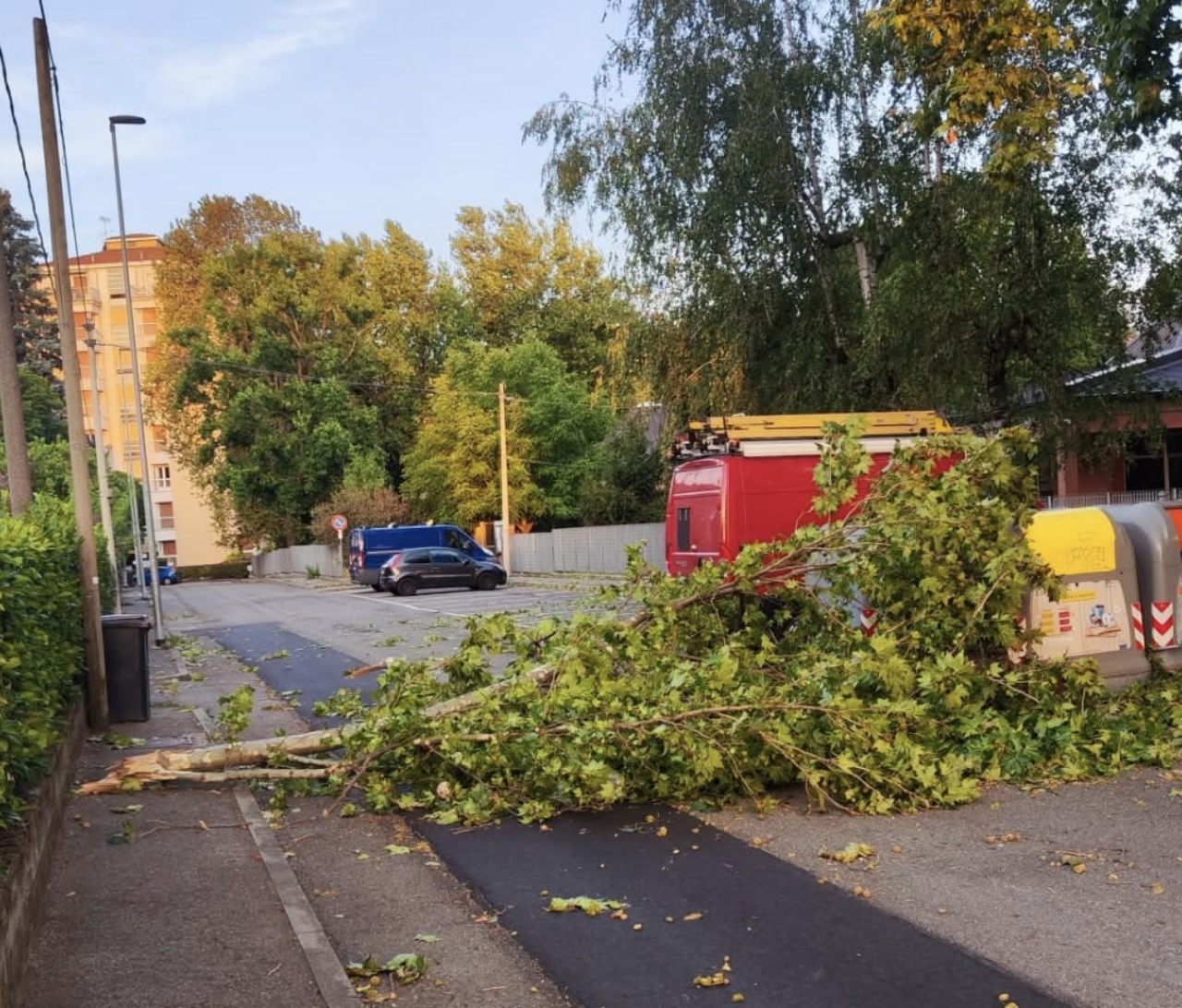 Banchette, pianta cade in via Aprato: «Perché alcuni alberi sono stati abbattuti e altri no?»