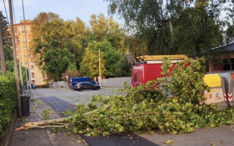 Banchette, pianta cade in via Aprato: «Perché alcuni alberi sono stati abbattuti e altri no?»