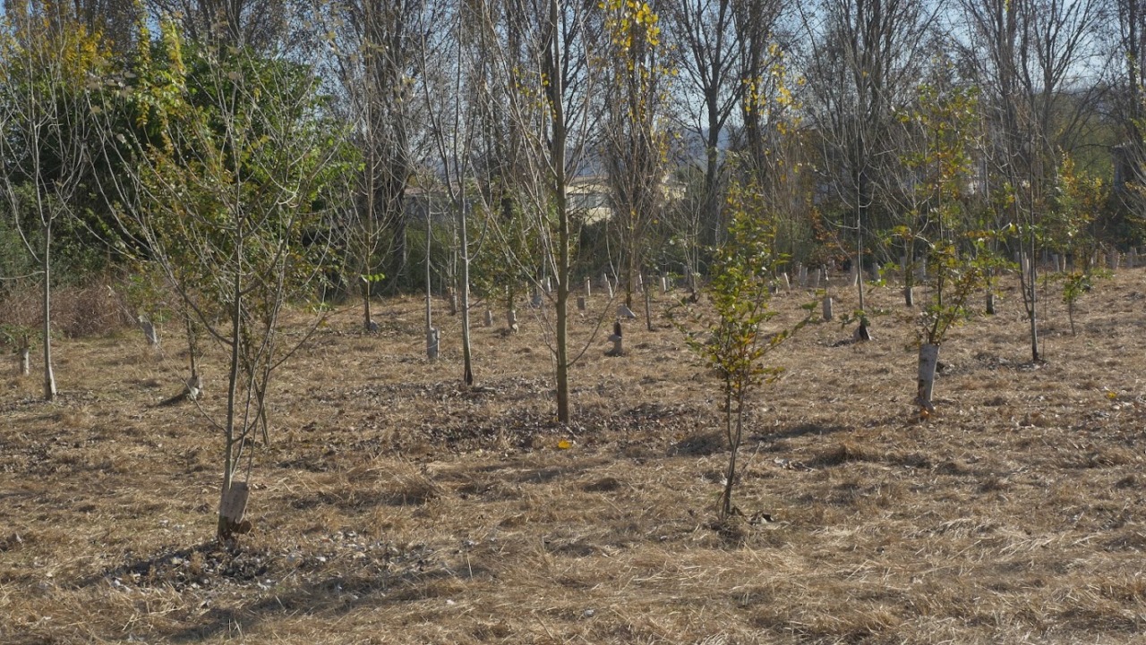 Siccità, previste sostituzioni di alberi nelle aree delle riforestazioni PNRR