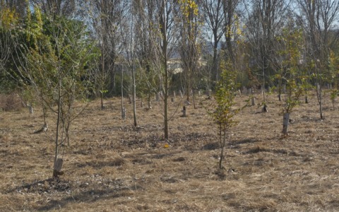 Siccità, previste sostituzioni di alberi nelle aree delle riforestazioni PNRR