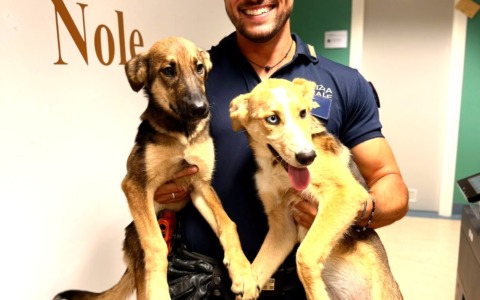 Intrappolati sotto una grata, due cani salvati dalla Polizia Locale e dai Vigili del Fuoco