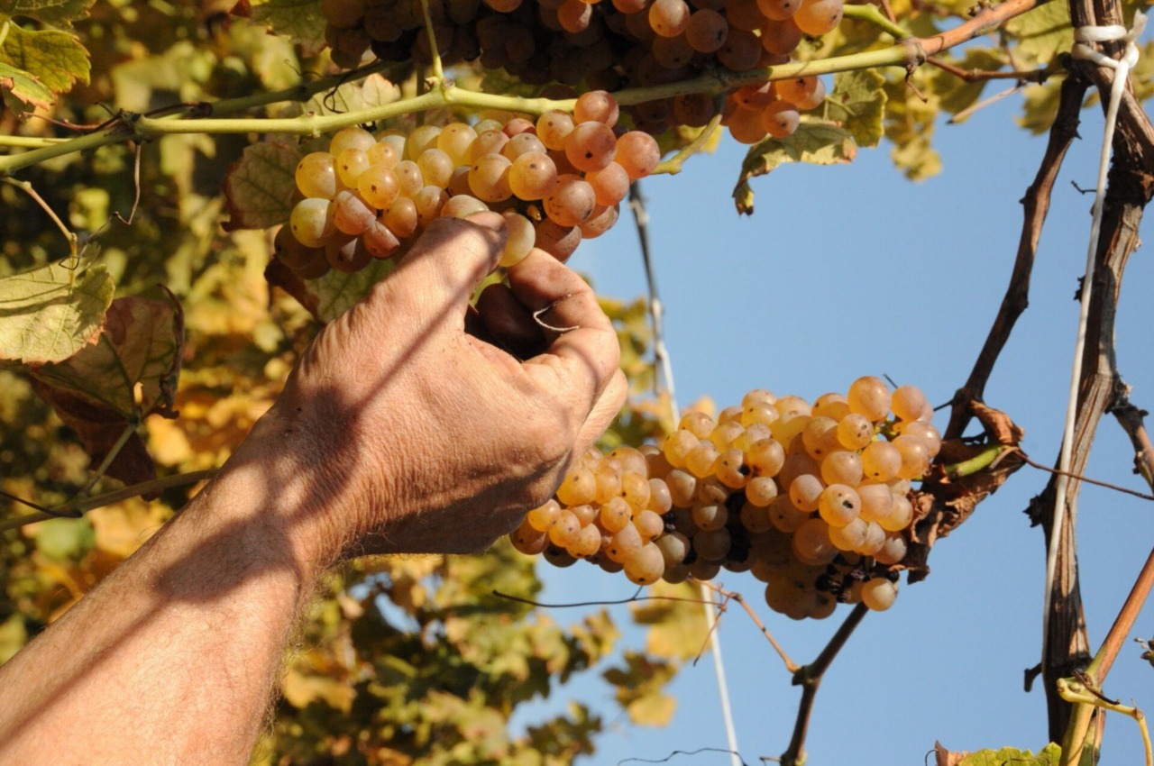 Vendemmia, nel Canavese primi risultati da record