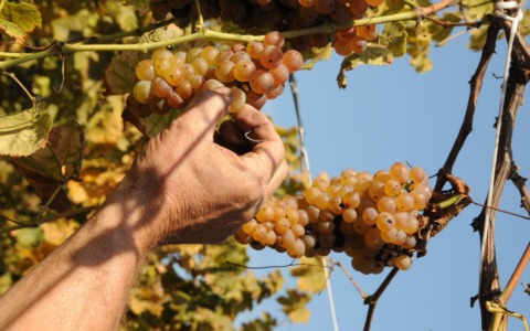 Vendemmia, nel Canavese primi risultati da record