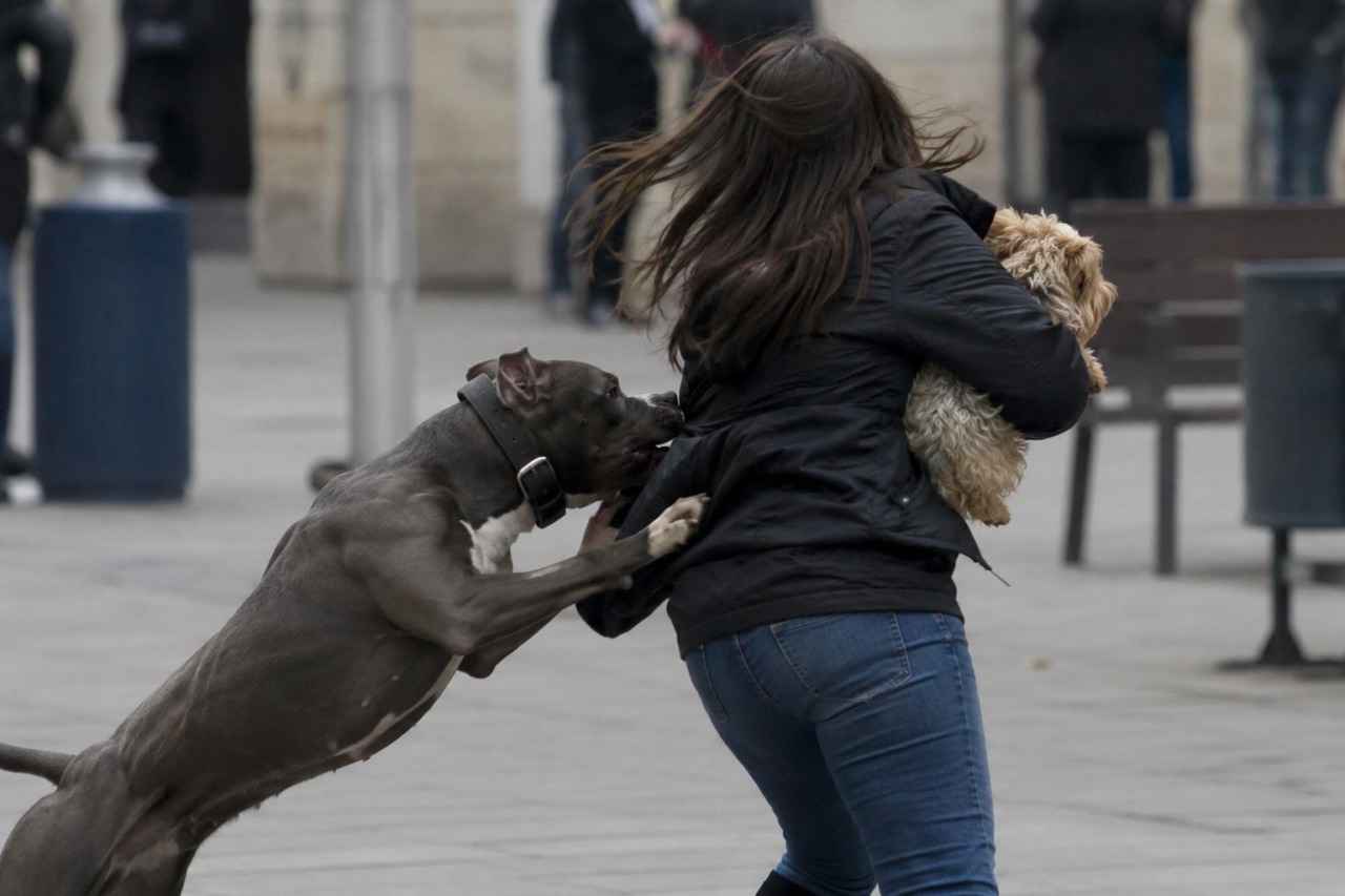 Aggredita mentre era a passeggio col cane