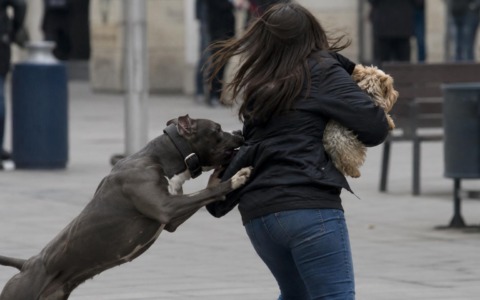 Aggredita mentre era a passeggio col cane
