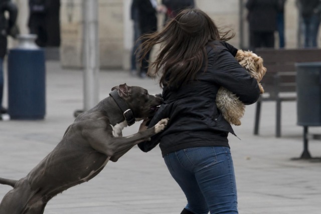 Aggredita mentre era a passeggio col cane