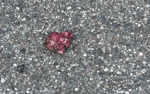 Presunta carne “avvelenata” in strada: torna l’incubo delle esche tossiche a Castellamonte
