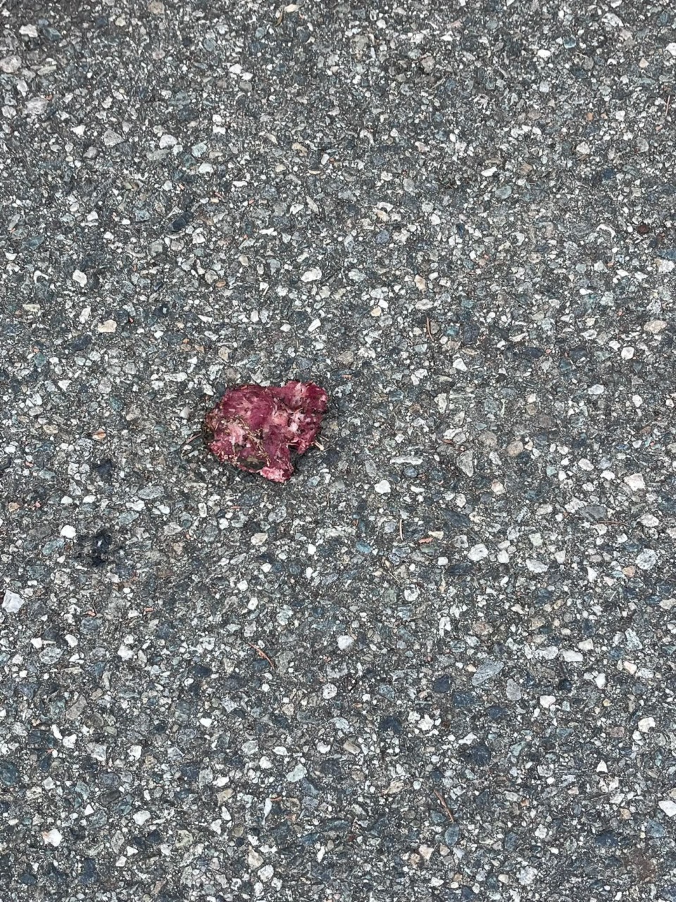 Presunta carne “avvelenata” in strada: torna l’incubo delle esche tossiche a Castellamonte