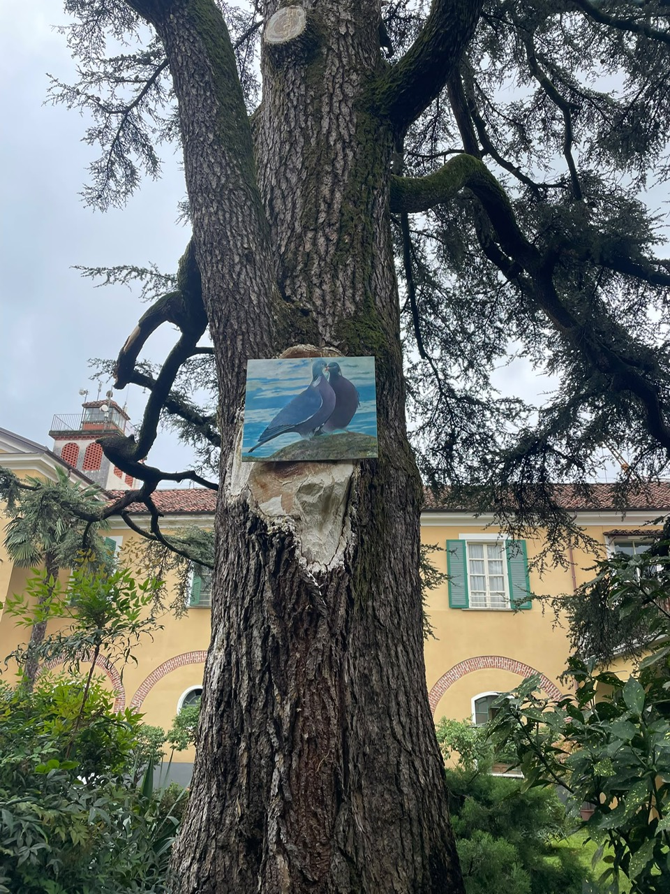 Il cedro ultrasecolare del Residence del Frate non si abbatte, si cura: la lezione green della RSA di Bairo